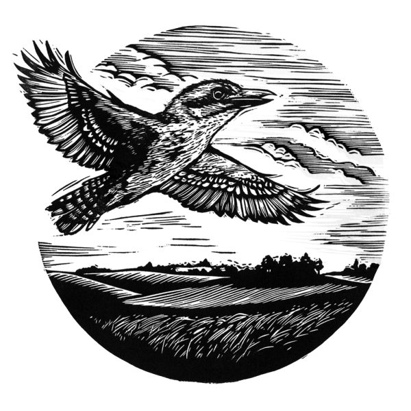 Kookaburra in flight - Sally Caston | Contemporary Printmaker